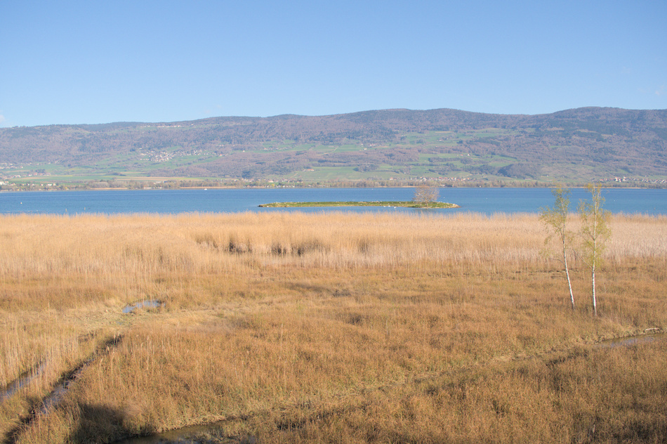 'Depuis un observatoire � oiseaux entre Yverdon et Yvonand'